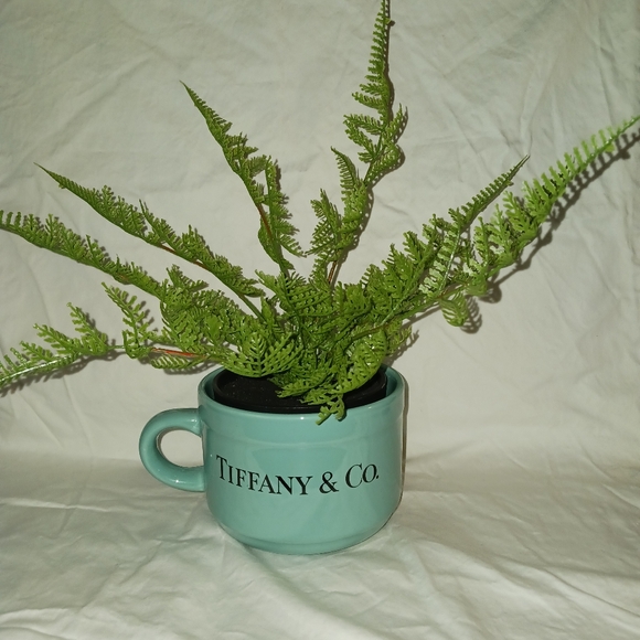 Tiffany Blue Plant Arrangement - Picture 2 of 3